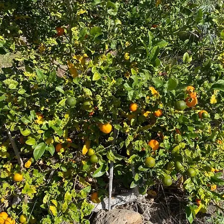 Dom wakacyjny Taburiente *