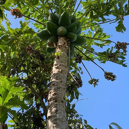 Taburiente * Tijarafe