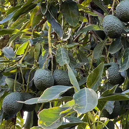 Taburiente Dom wakacyjny *