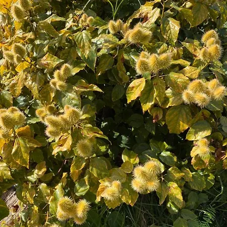 Taburiente Dom wakacyjny *