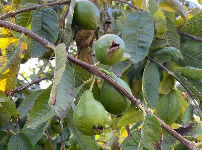 Taburiente * Tijarafe