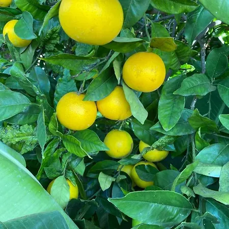 Taburiente 蒂哈拉费