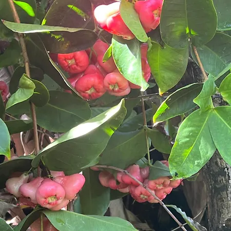 Semesterbostad Taburiente *