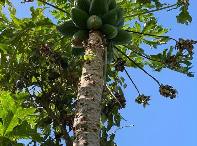 Taburiente * Tijarafe