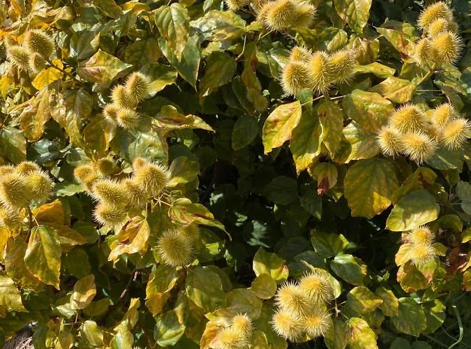 Taburiente Feriehus *