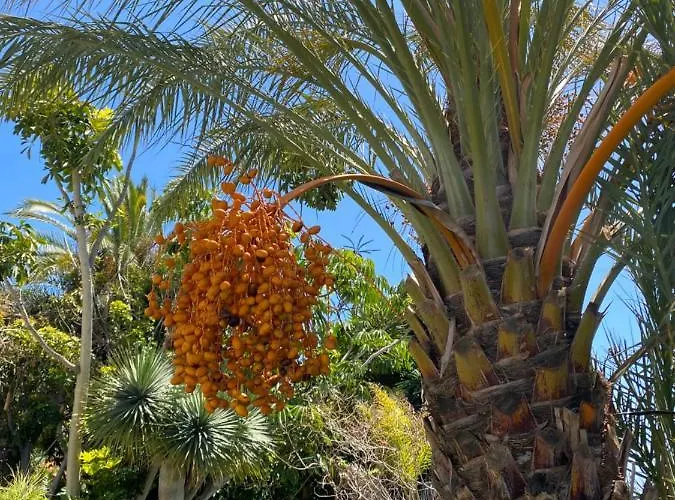 Taburiente * Tijarafe