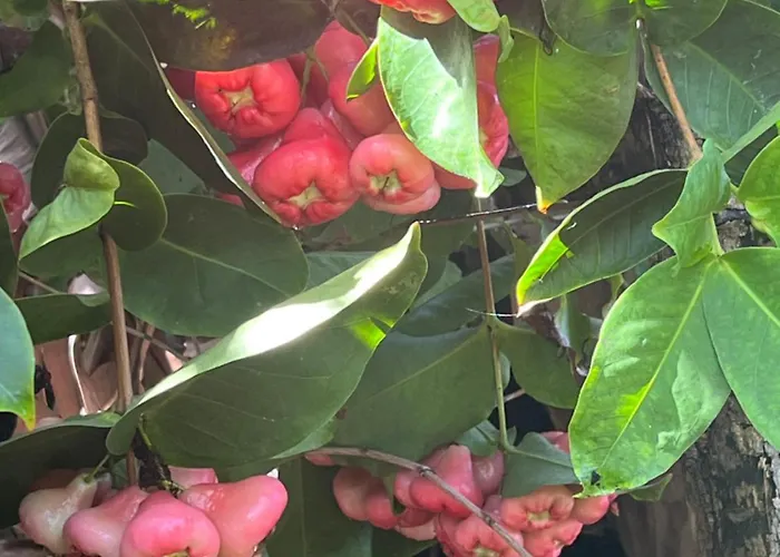 Feriehus Taburiente *